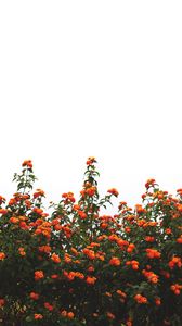 Preview wallpaper flowers, orange, bushes, sky, bloom
