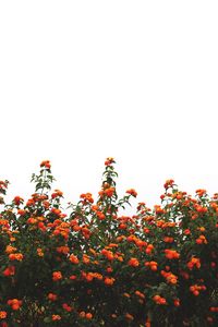 Preview wallpaper flowers, orange, bushes, sky, bloom