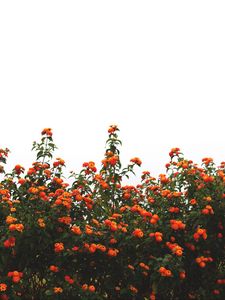 Preview wallpaper flowers, orange, bushes, sky, bloom