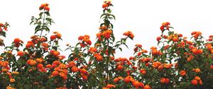 Preview wallpaper flowers, orange, bushes, sky, bloom