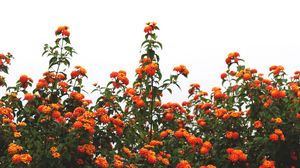 Preview wallpaper flowers, orange, bushes, sky, bloom