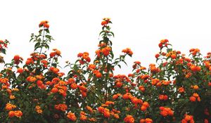 Preview wallpaper flowers, orange, bushes, sky, bloom
