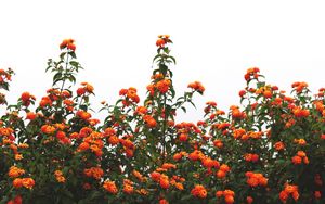 Preview wallpaper flowers, orange, bushes, sky, bloom