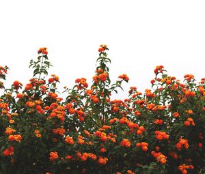 Preview wallpaper flowers, orange, bushes, sky, bloom