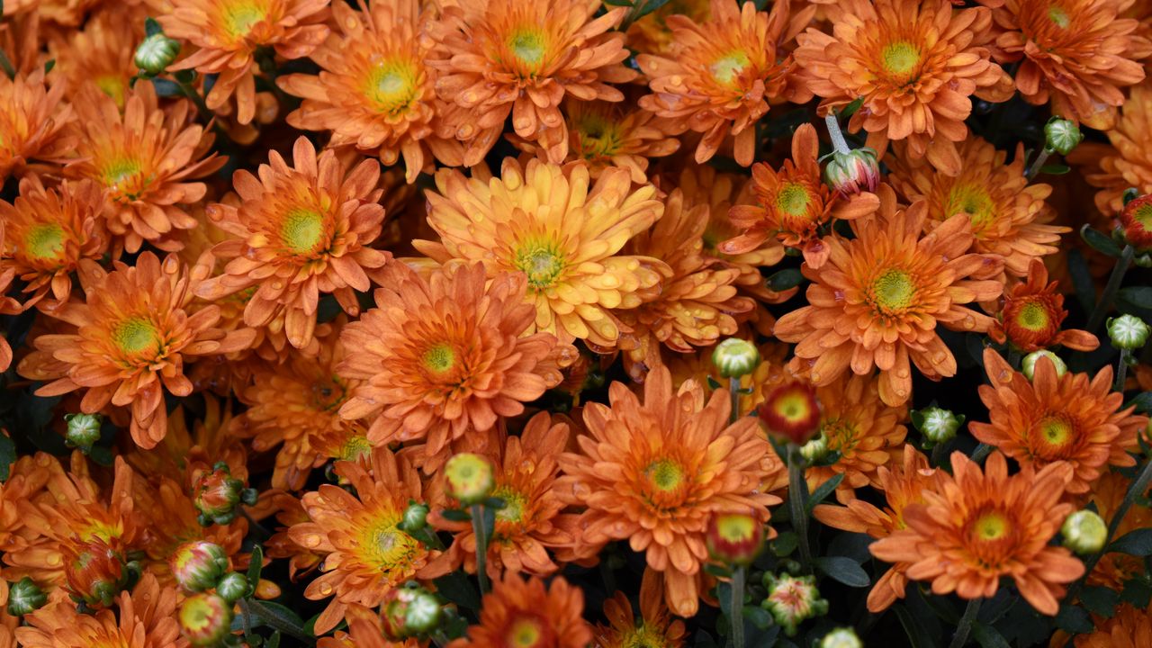 Wallpaper flowers, orange, drops