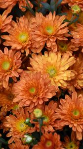 Preview wallpaper flowers, orange, drops