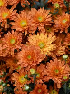 Preview wallpaper flowers, orange, drops