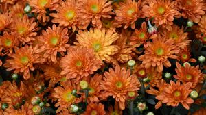 Preview wallpaper flowers, orange, drops