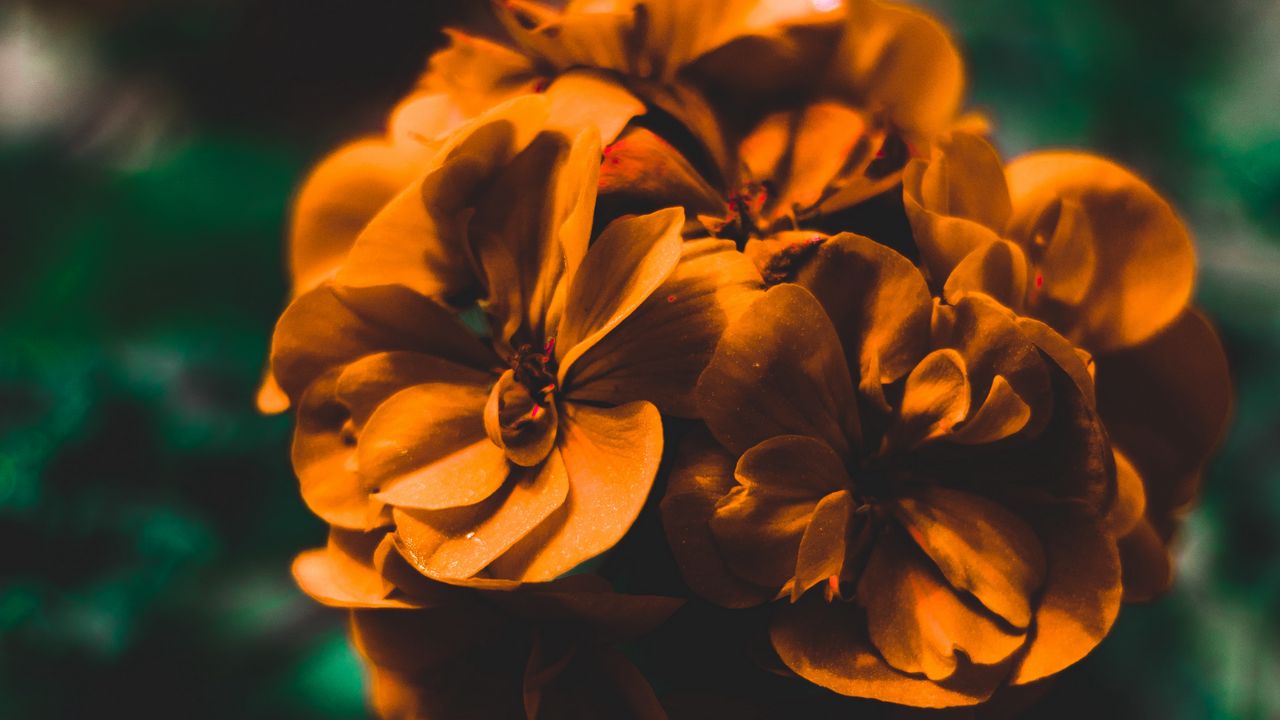 Wallpaper flowers, orange, macro, blur, gentle