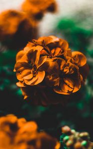 Preview wallpaper flowers, orange, macro, blur, gentle