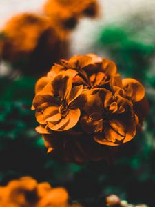 Preview wallpaper flowers, orange, macro, blur, gentle