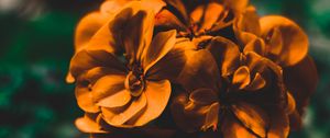 Preview wallpaper flowers, orange, macro, blur, gentle
