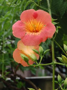 Preview wallpaper flowers, orange, stem, drop, freshness