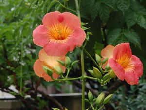 Preview wallpaper flowers, orange, stem, drop, freshness