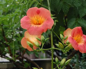 Preview wallpaper flowers, orange, stem, drop, freshness