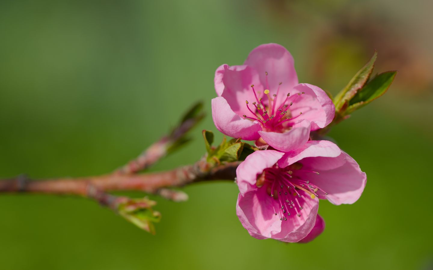 1440x900 Wallpaper flowers, peach, branch, tree, nature