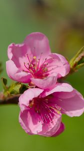Preview wallpaper flowers, peach, branch, tree, nature