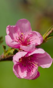 Preview wallpaper flowers, peach, branch, tree, nature