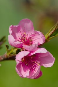 Preview wallpaper flowers, peach, branch, tree, nature