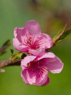240x320 Wallpaper flowers, peach, branch, tree, nature