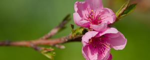 Preview wallpaper flowers, peach, branch, tree, nature
