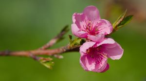 Preview wallpaper flowers, peach, branch, tree, nature