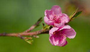 Preview wallpaper flowers, peach, branch, tree, nature