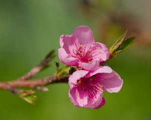 Preview wallpaper flowers, peach, branch, tree, nature