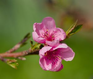 Preview wallpaper flowers, peach, branch, tree, nature