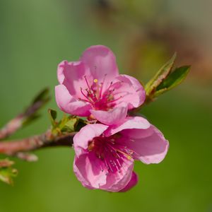 Preview wallpaper flowers, peach, branch, tree, nature
