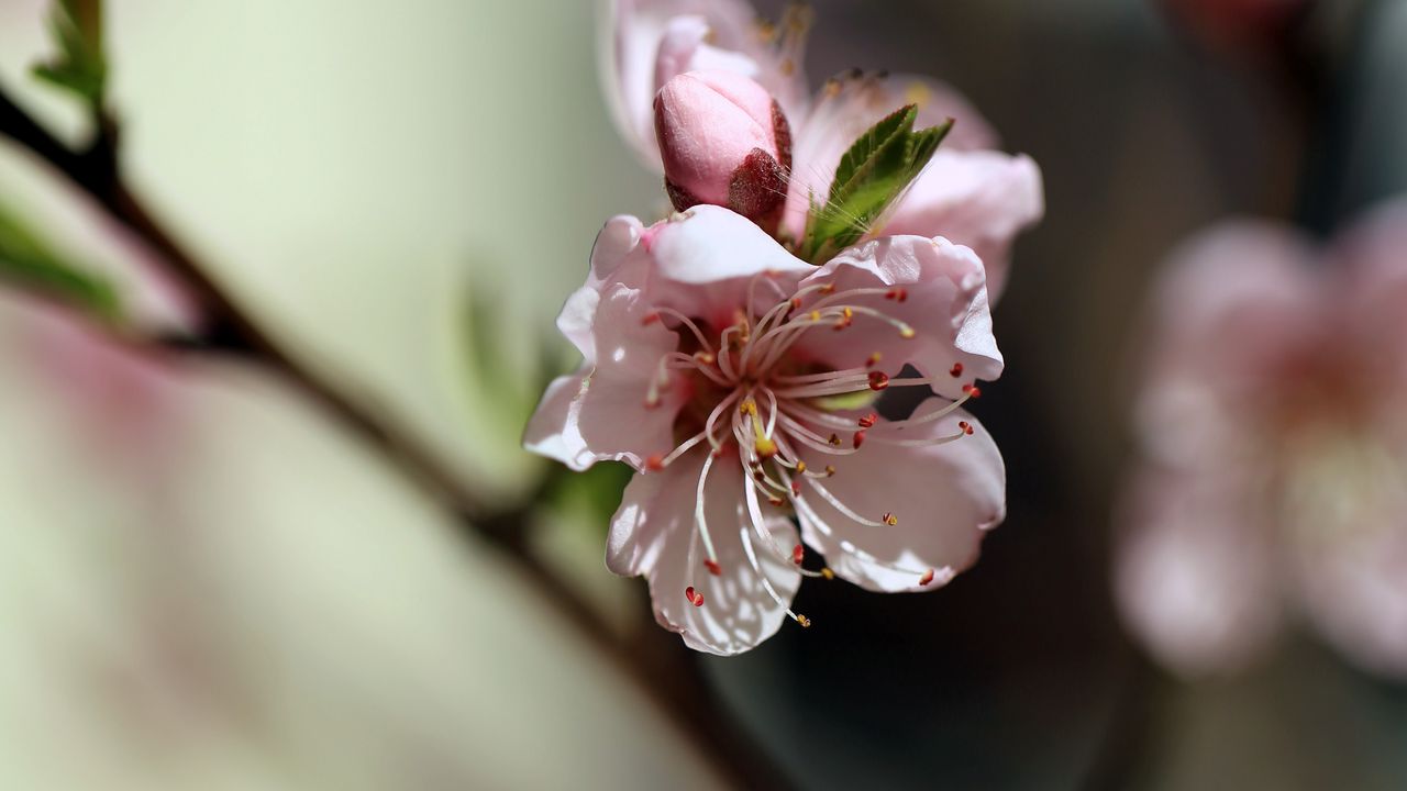 Wallpaper flowers, peach, petals, spring
