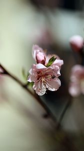 Preview wallpaper flowers, peach, petals, spring