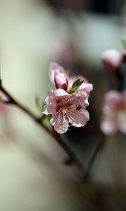 Preview wallpaper flowers, peach, petals, spring