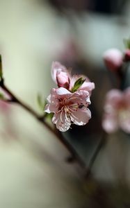 Preview wallpaper flowers, peach, petals, spring