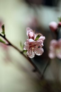 Preview wallpaper flowers, peach, petals, spring