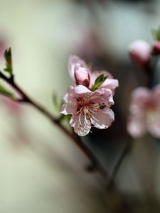 Preview wallpaper flowers, peach, petals, spring