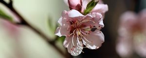 Preview wallpaper flowers, peach, petals, spring