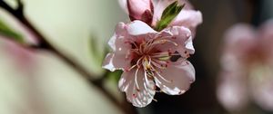 Preview wallpaper flowers, peach, petals, spring