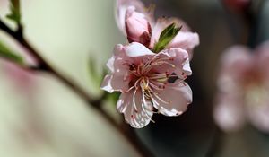 Preview wallpaper flowers, peach, petals, spring