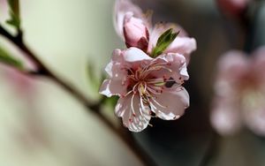 Preview wallpaper flowers, peach, petals, spring