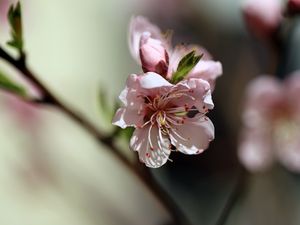 Preview wallpaper flowers, peach, petals, spring