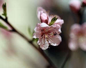 Preview wallpaper flowers, peach, petals, spring