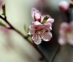 Preview wallpaper flowers, peach, petals, spring