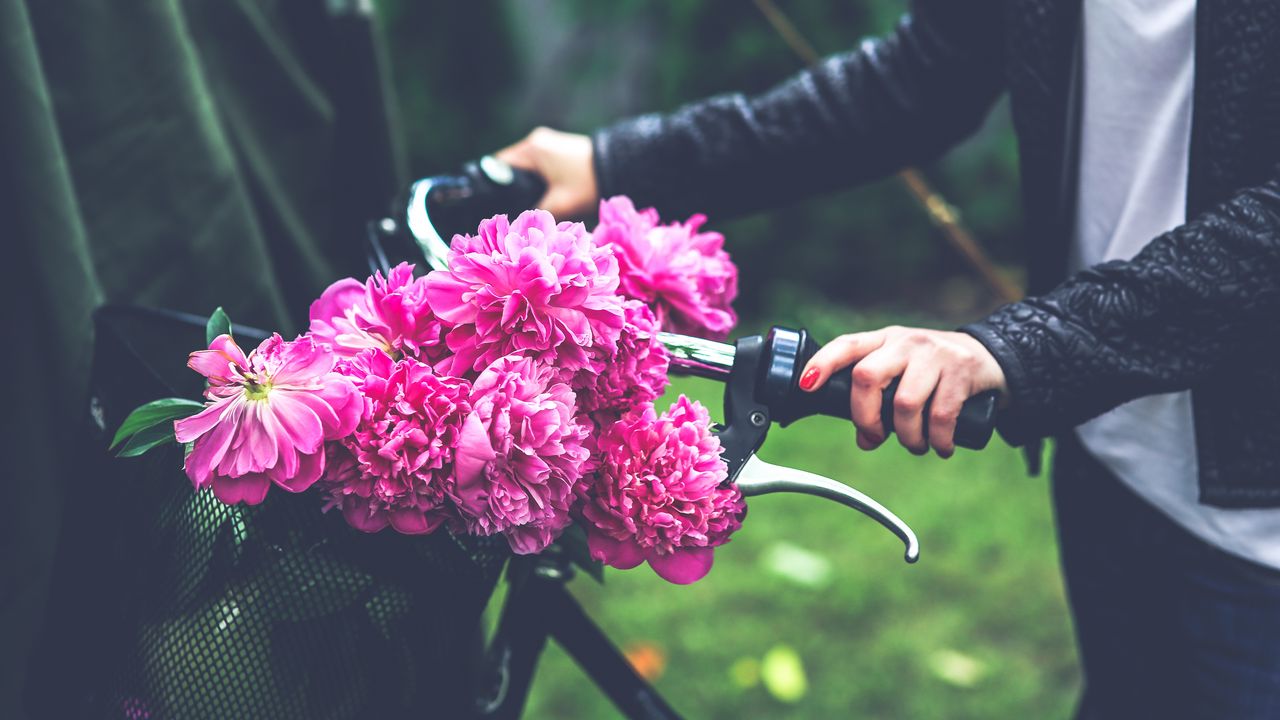 Wallpaper flowers, peonies, bicycle, hand