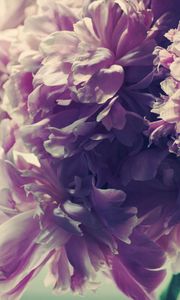 Preview wallpaper flowers, peonies, flower