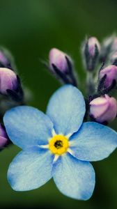 Preview wallpaper flowers, petals, background, nezabudka, bud