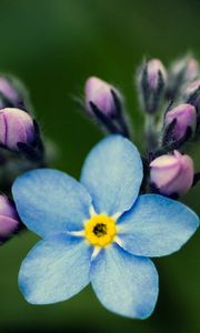 Preview wallpaper flowers, petals, background, nezabudka, bud