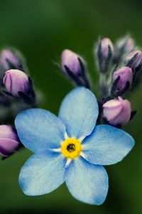 Preview wallpaper flowers, petals, background, nezabudka, bud