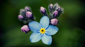 Preview wallpaper flowers, petals, background, nezabudka, bud