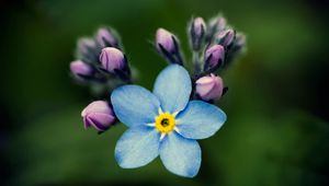 Preview wallpaper flowers, petals, background, nezabudka, bud